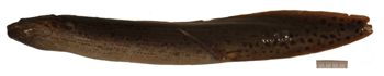 Media type: image;   Ichthyology 171790 Aspect: lateral,description